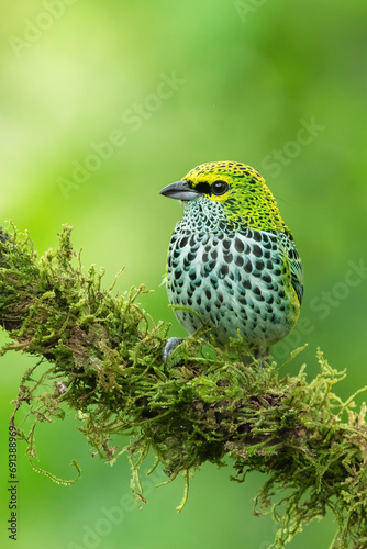 Speckled tanager (Ixothraupis guttata) close up, Costa Rica. photo