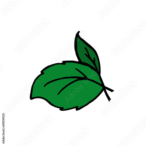 Basil branch for restaurant menus Vector illustration hand drawn