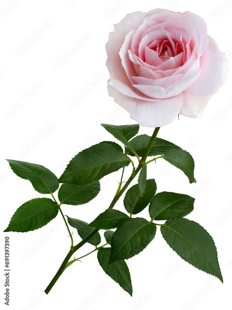Delicate pink rose with green leaves isolated on white background
