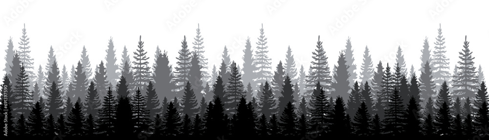 Pine forest. Pine trees silhouette. Coniferous woods silhouette. Pine wood panorama view. High pines in fir Trees forest, isolated