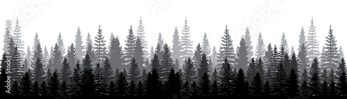 Pine forest. Pine trees silhouette. Coniferous woods silhouette. Pine wood panorama view. High pines in fir Trees forest, isolated