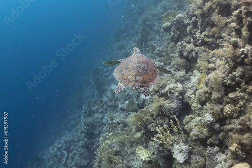 swimming turtle in the red sea