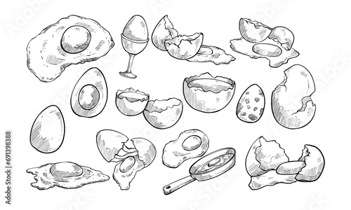 chicken eggs handdrawn collection