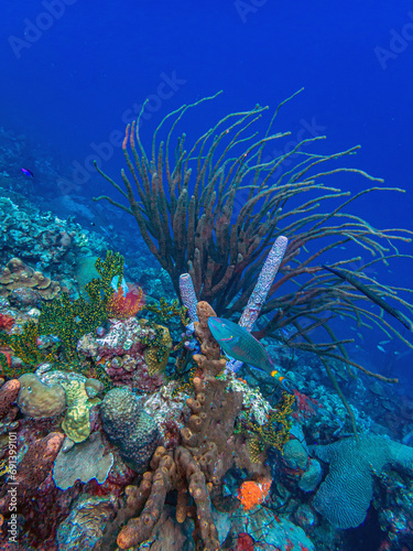 Caribbean coral garden  Bonaire  vase sponge
