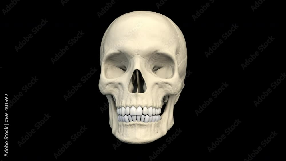 Skull chatters his teeth - 3d render looped with alpha channel.
Skull chatters his teeth - 3d render looped with alpha channel.