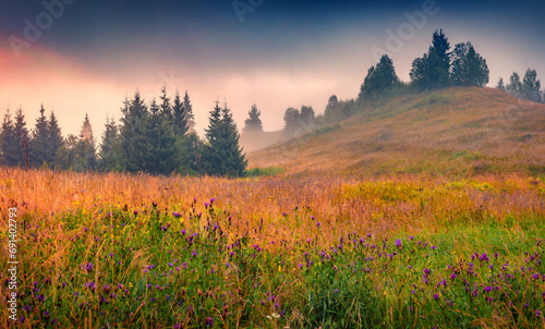 Foggy summer sunrise in mountains valley. Stunning morning landscape of Carpathian mountains with field of bloosom flowers, Ukrainiane, Europe. Beauty of nature concept background.. photo