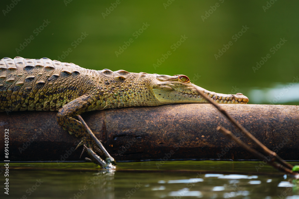 Caiman crocodilus descansando encima de un tronco en el rio de la ...