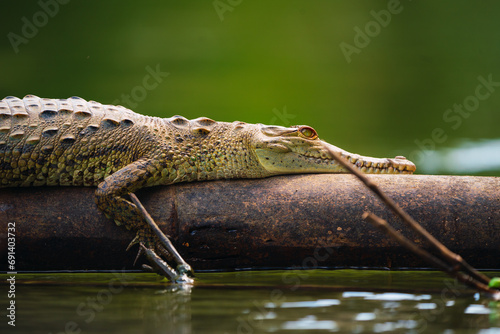 Caiman crocodilus descansando encima de un tronco en el rio de la peninsula de osa en estado salvaje photo