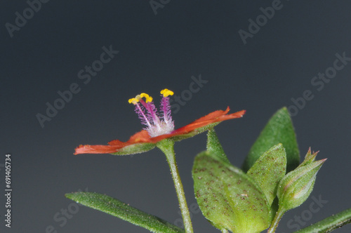 Acker-Gauchheil,  Anagallis arvensis L., Einzelpflanze in der Blüte photo