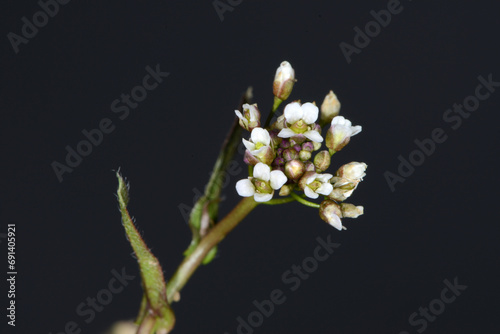 Acker-Schmalwand,  Arabidopsis thaliana L. HEYNH, Einzelpflanze mit  schirmtraubigen  Blütenstand photo
