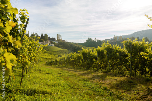 The road is overgrown with grass along the hillside between rows of grapes. Austria