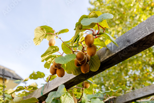 A branch with ripe kiwi fruits on a support