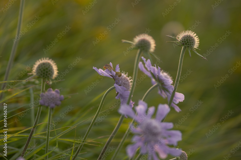 Obraz premium 日本の山