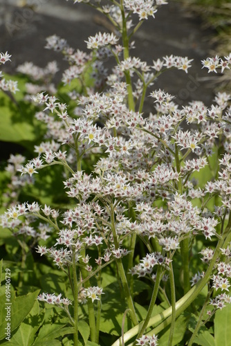 Blühendes Ahornblatt, Mukdenia rossii,  Aceriphyllum rossii, Einzelpflanzen,  Beetausschnitt,  Frühjahr photo
