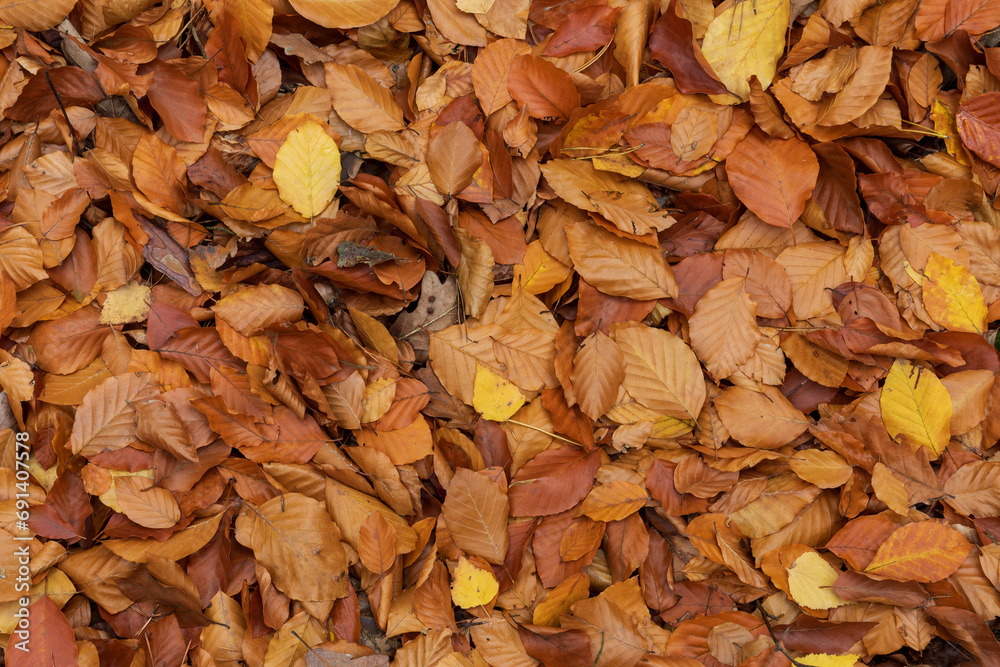 ..Brown autumnal beech leaves on the ground. Natural background texture.