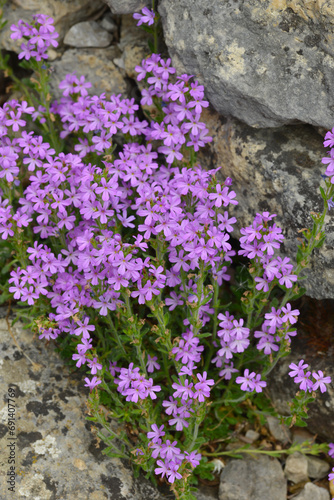 Alpenbalsam, Erinus alpinus