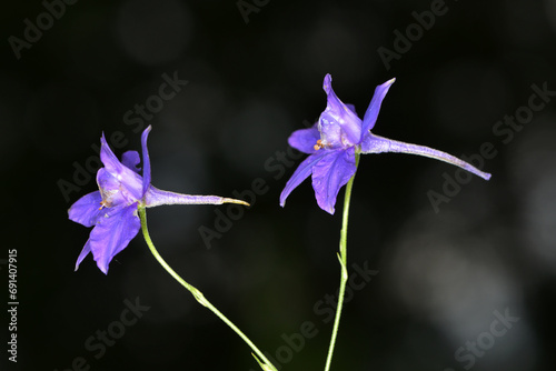 Ackerrittersporn,  Gewöhnlicher,  Concolida regalis Gray,  Einzelblüten,  Teilansicht einer Einzelpflanze photo