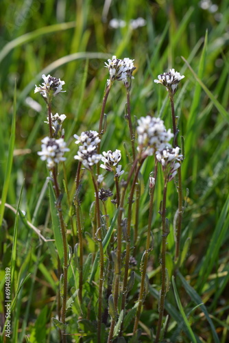 Acker-Schmalwand,  Arabidopsis thaliana, blühende Einzelpflanze auf einer Wiese im Frühjahr photo