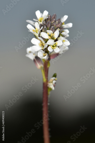 Acker-Schmalwand,  Arabidopsis thaliana L. HEYNH, Einzelpflanze mit  schirmtraubigen  Blütenstand photo