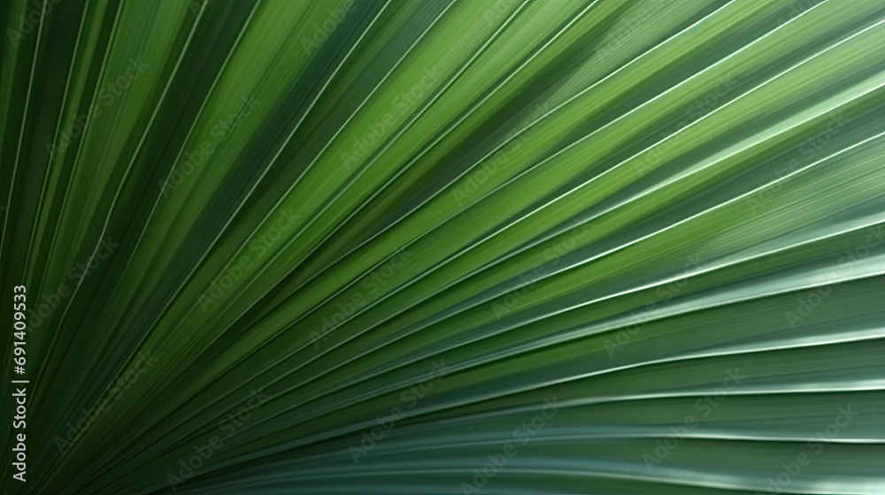 palm leaf background, Close up palm leaf shape detail with dark background palm leaf background, Close up palm leaf shape detail with dark background