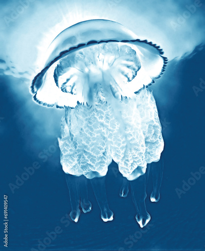barrel jellyfish