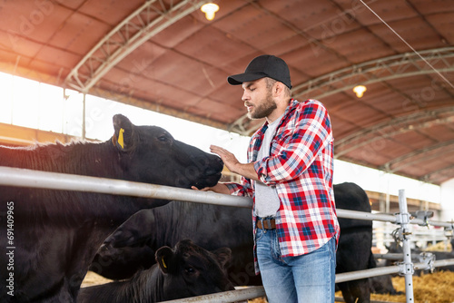 Φωτογραφία Man rancher and cows. Livestock farming.
