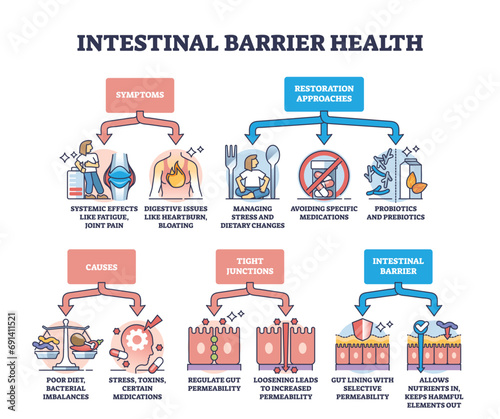 Intestinal barrier health and leaky gut syndrome explanation outline diagram. Labeled educational scheme with medical symptoms, restoration approaches, causes and tight junctions vector illustration. photo