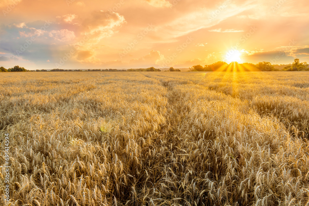Obraz premium scenic evening in golden wheat field with rustic road, amazing cloudy sunset. rural agriculture landscape of nature view