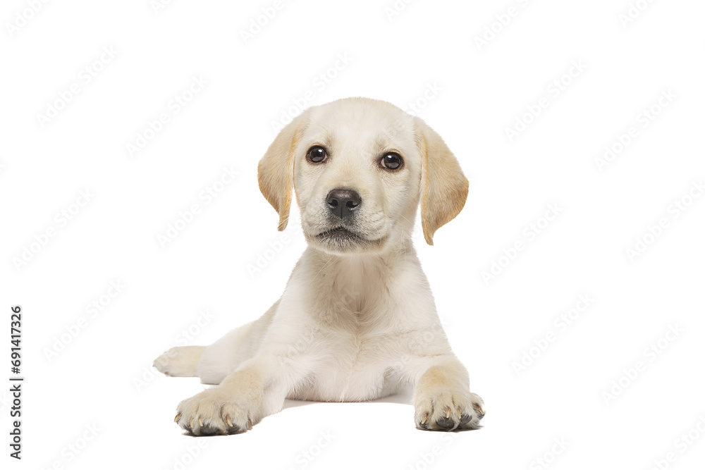 puppy labrador isolated on white background.