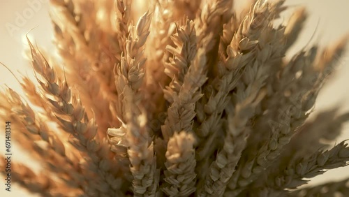 movement of lighting along the ears of wheat