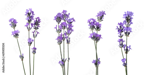 Fototapeta Naklejka Na Ścianę i Meble -  Beautiful lavender flowers isolated on white, set
