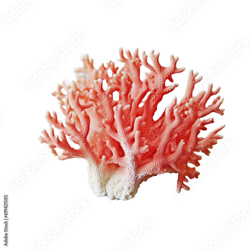Pink coral isolated on transparent background