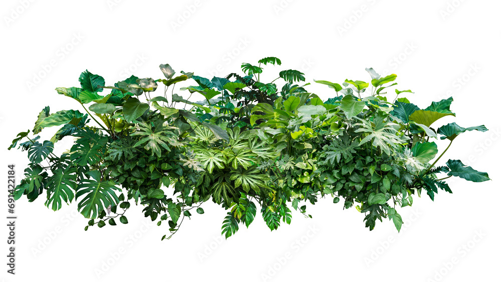 tropical jungle plant green leaves isolated - obrazy, fototapety, plakaty 