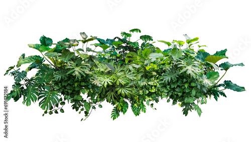 tropical jungle plant green leaves isolated photo