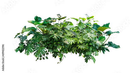 tropical jungle plant green leaves isolated