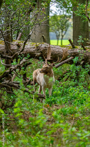 Adult deer © Guillem Riera 