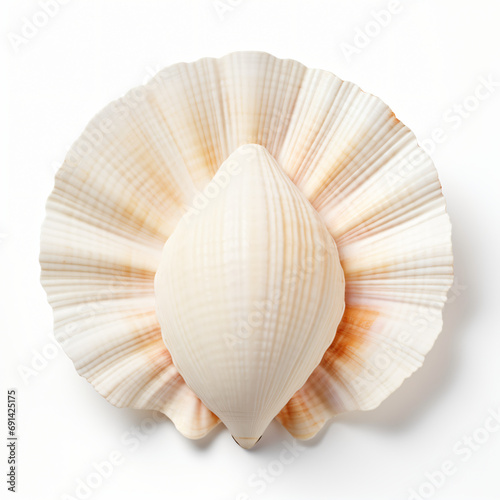 Seashell on white background Copy space isolated on white background