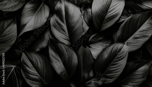 Textures of abstract flat lay black leaves,tropical leaf background.dark nature concept, tropical leafs.Black and white.High quality image.
