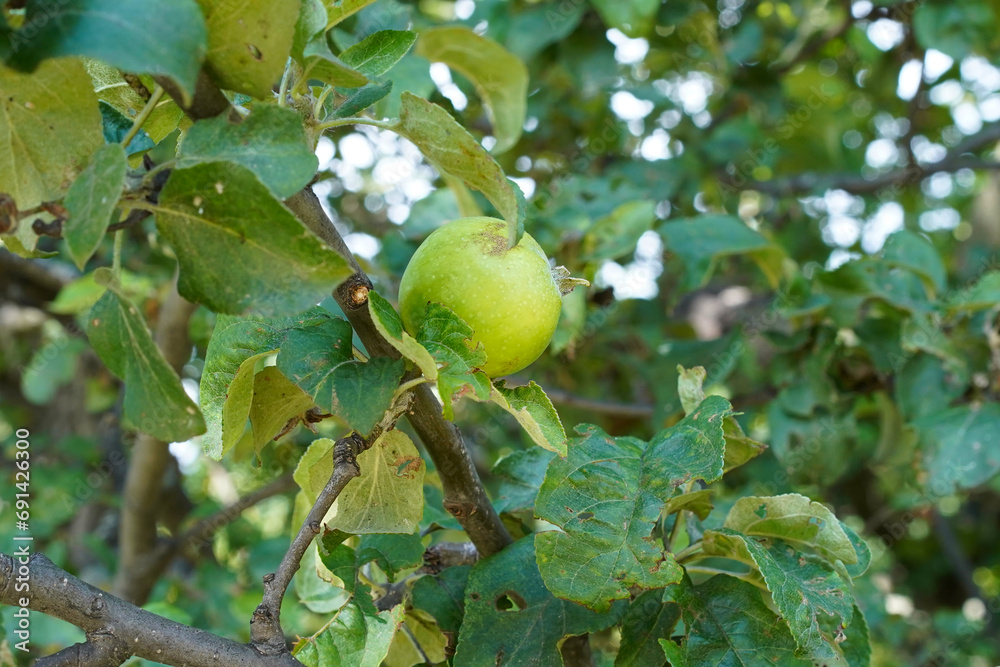 Foto Stock Green apple Reinette Simirenko on a branch of an apple tree