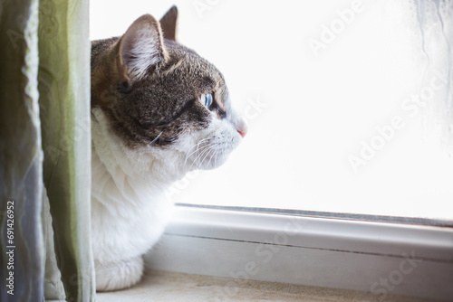 Big male cat pet looking out window at home