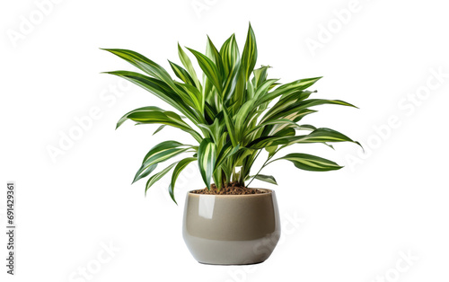 Plant Showcase On Isolated Background