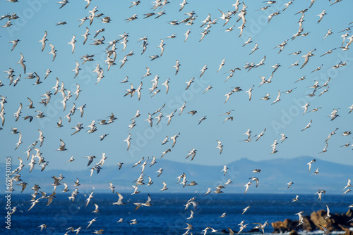 A murmuration of common tern (Sterna hirundo) colony flying at Rooi Els. Western Cape. South Africa