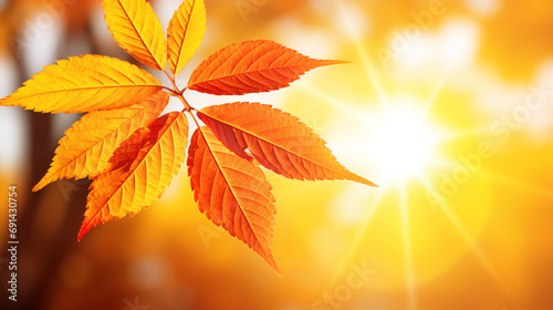 autumn leaves background