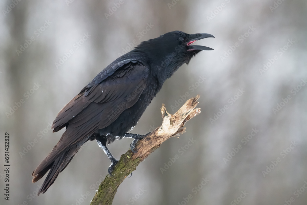 Fototapeta premium Bird beautiful raven Corvus corax North Poland Europe
