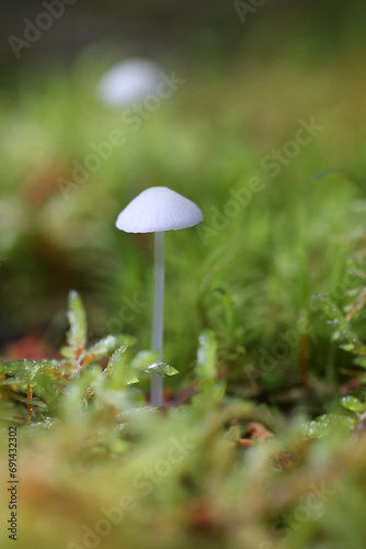 Ivory bonnet, Mycena flavoalba, also called Atheniella flavoalba, wild mushroom from Finland