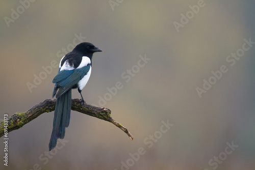Flying bird Eurasian Magpie or Common Magpie or Pica pica with colorful background