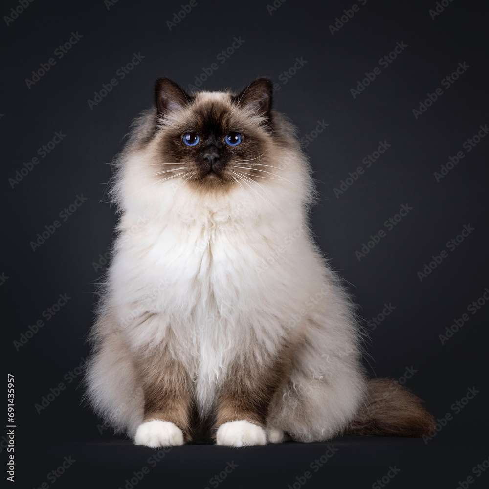 Majestic adult seal point Sacred Birman cat, sitting up facing front. Looking towards camera with deep blue eyes. Isolated on a black background.
