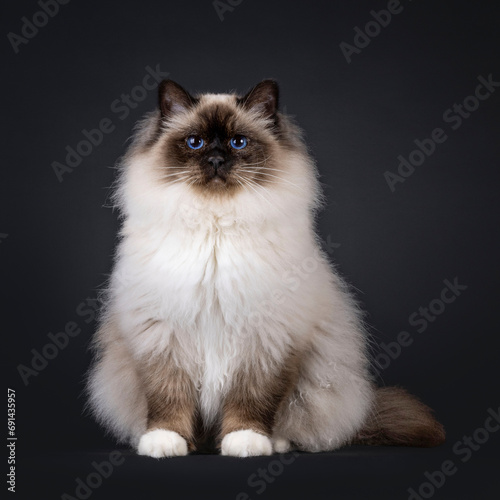 Majestic adult seal point Sacred Birman cat, sitting up facing front. Looking towards camera with deep blue eyes. Isolated on a black background.