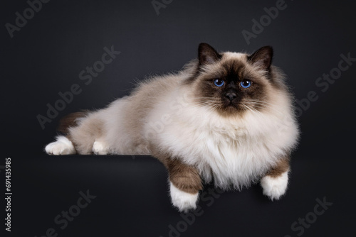 Majestic adult seal point Sacred Birman cat, laying side ways on edge. Looking towards camera with deep blue eyes. Isolated on a black background.