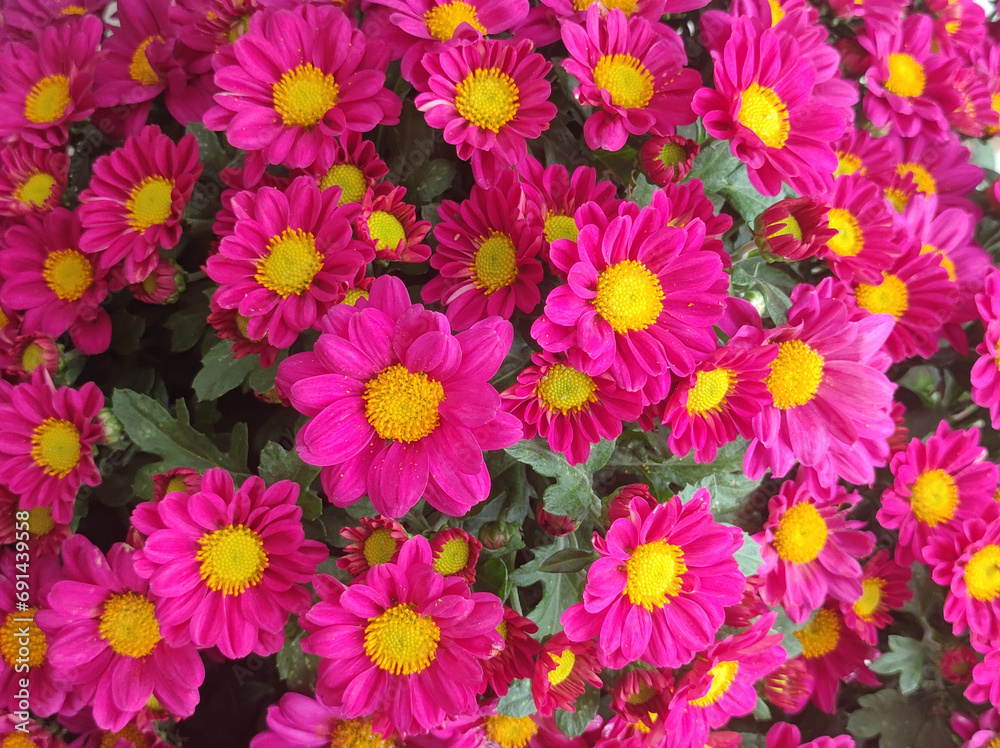 pink and purple blooming chrysanthemums pink and purple blooming chrysanthemums